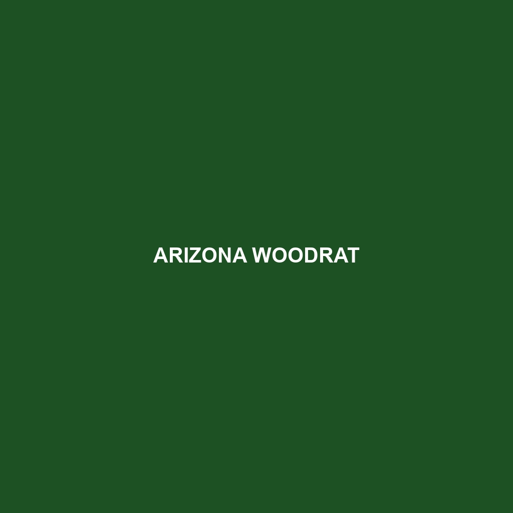 Arizona Woodrat