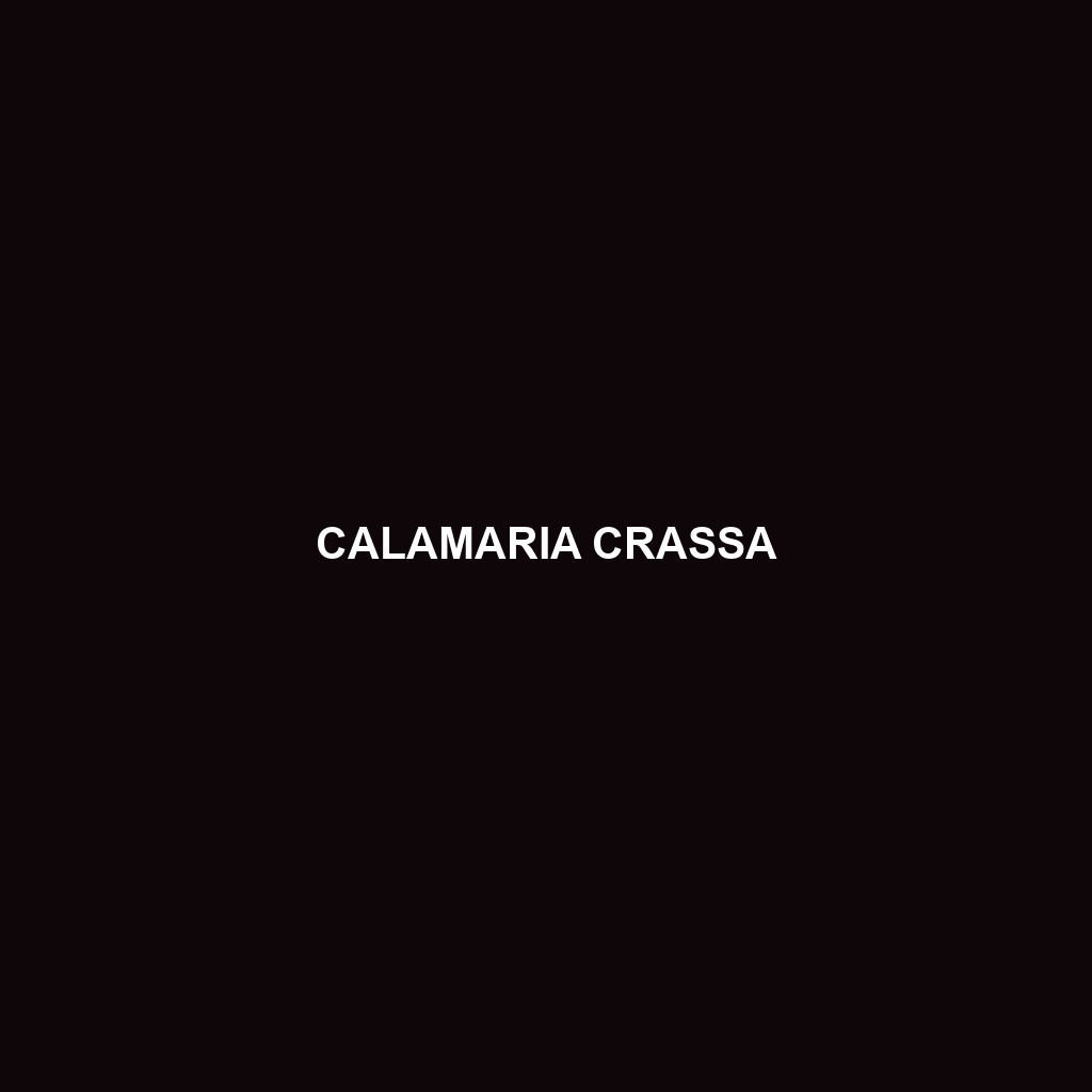 Calamaria crassa