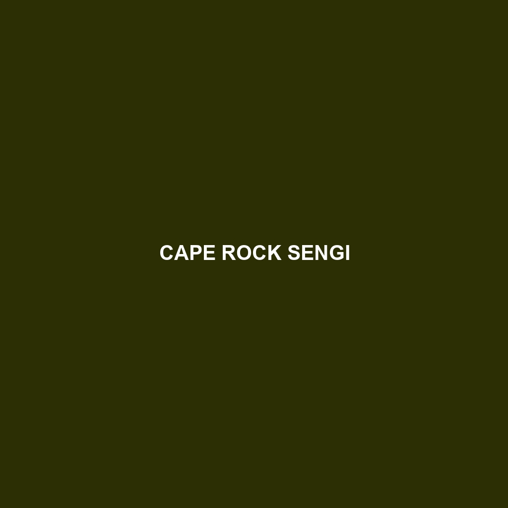 Cape Rock Sengi