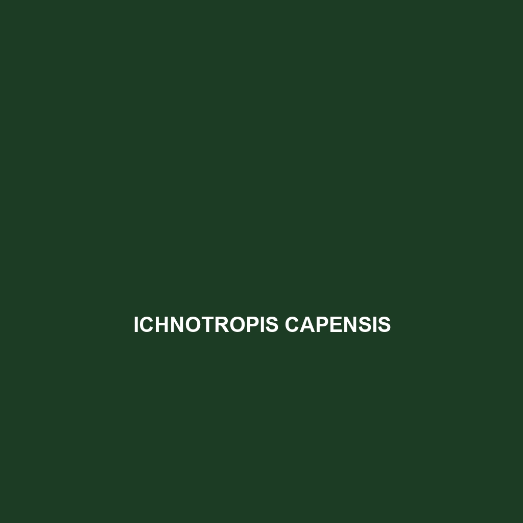 Ichnotropis capensis