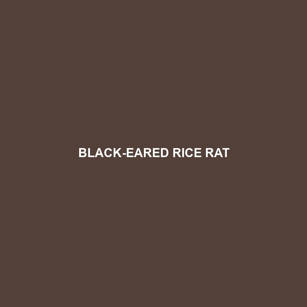 Black-eared Rice Rat