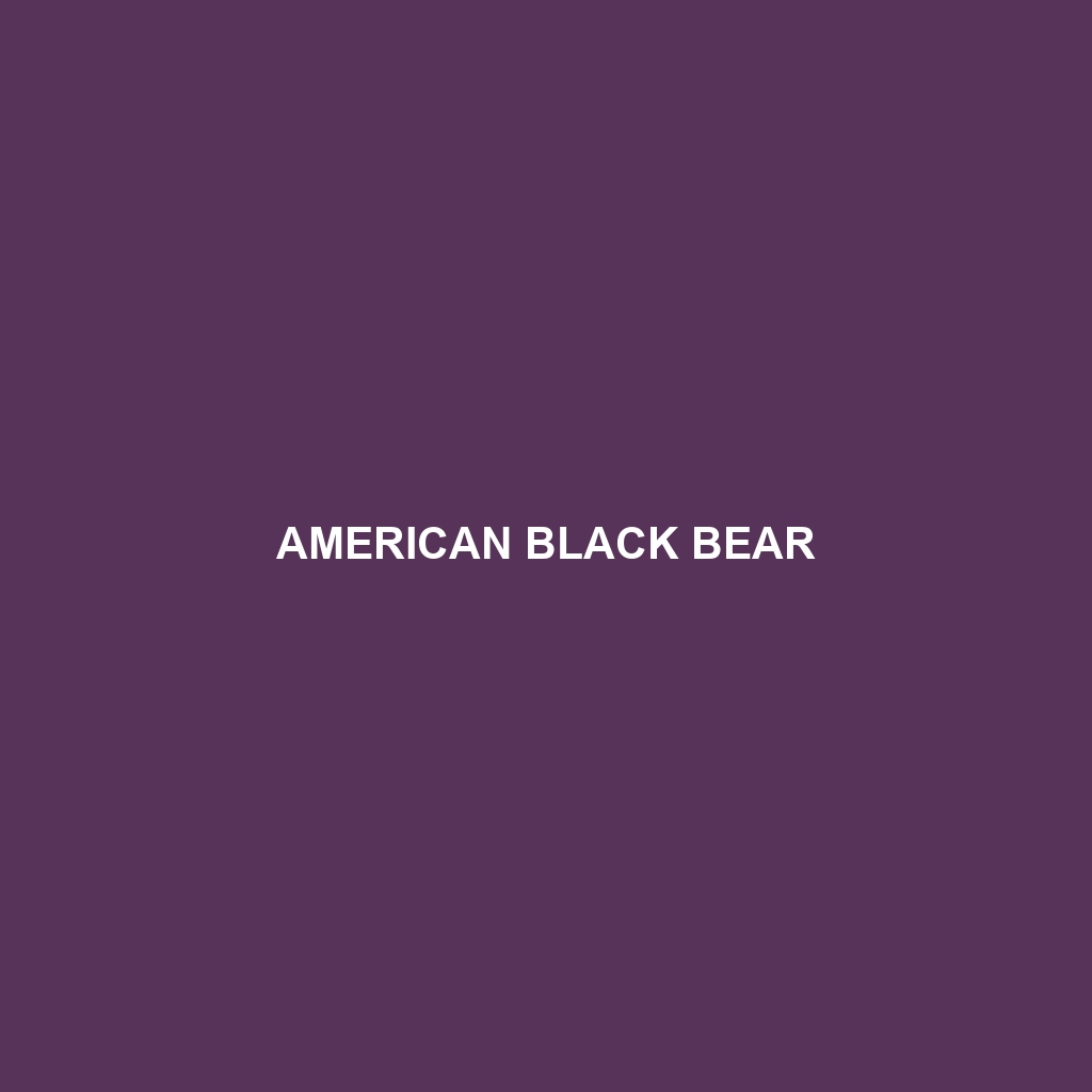 American Black Bear