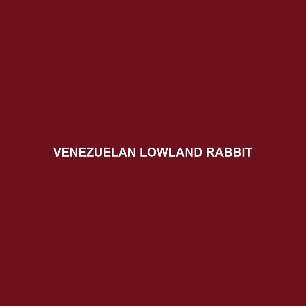 Venezuelan Lowland Rabbit