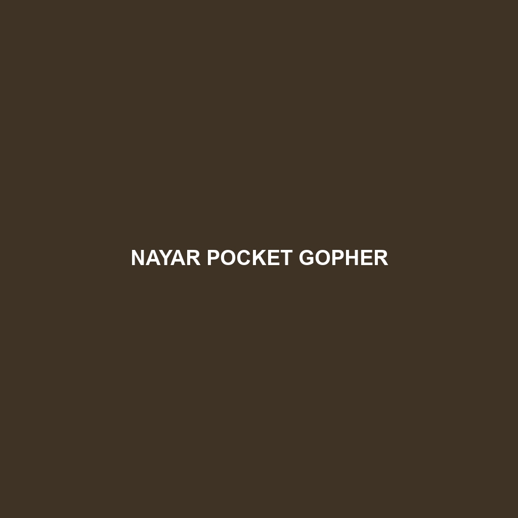 Nayar Pocket Gopher