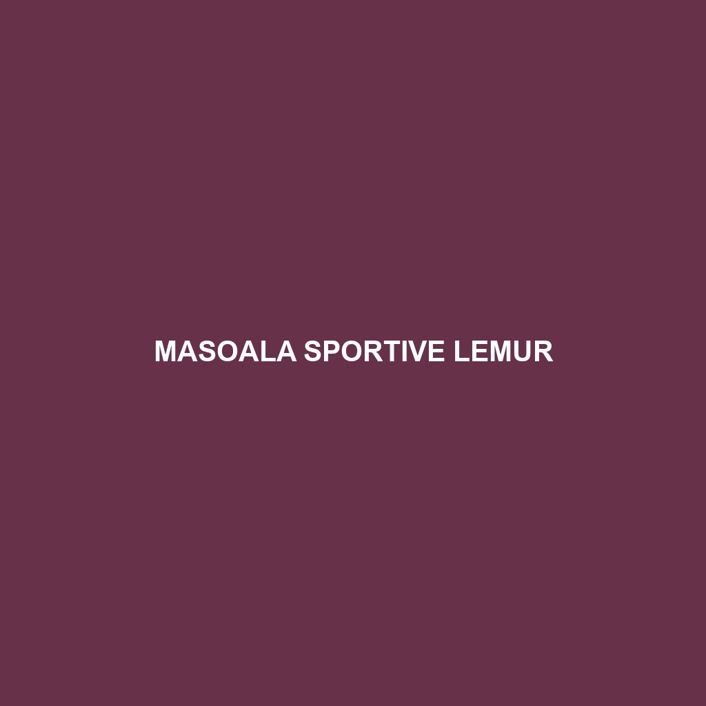 Masoala Sportive Lemur