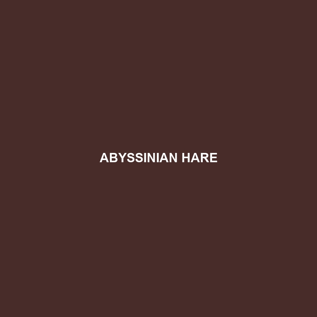 Abyssinian Hare