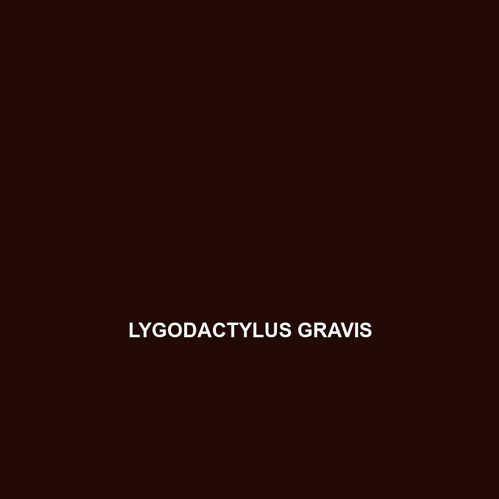 Lygodactylus gravis