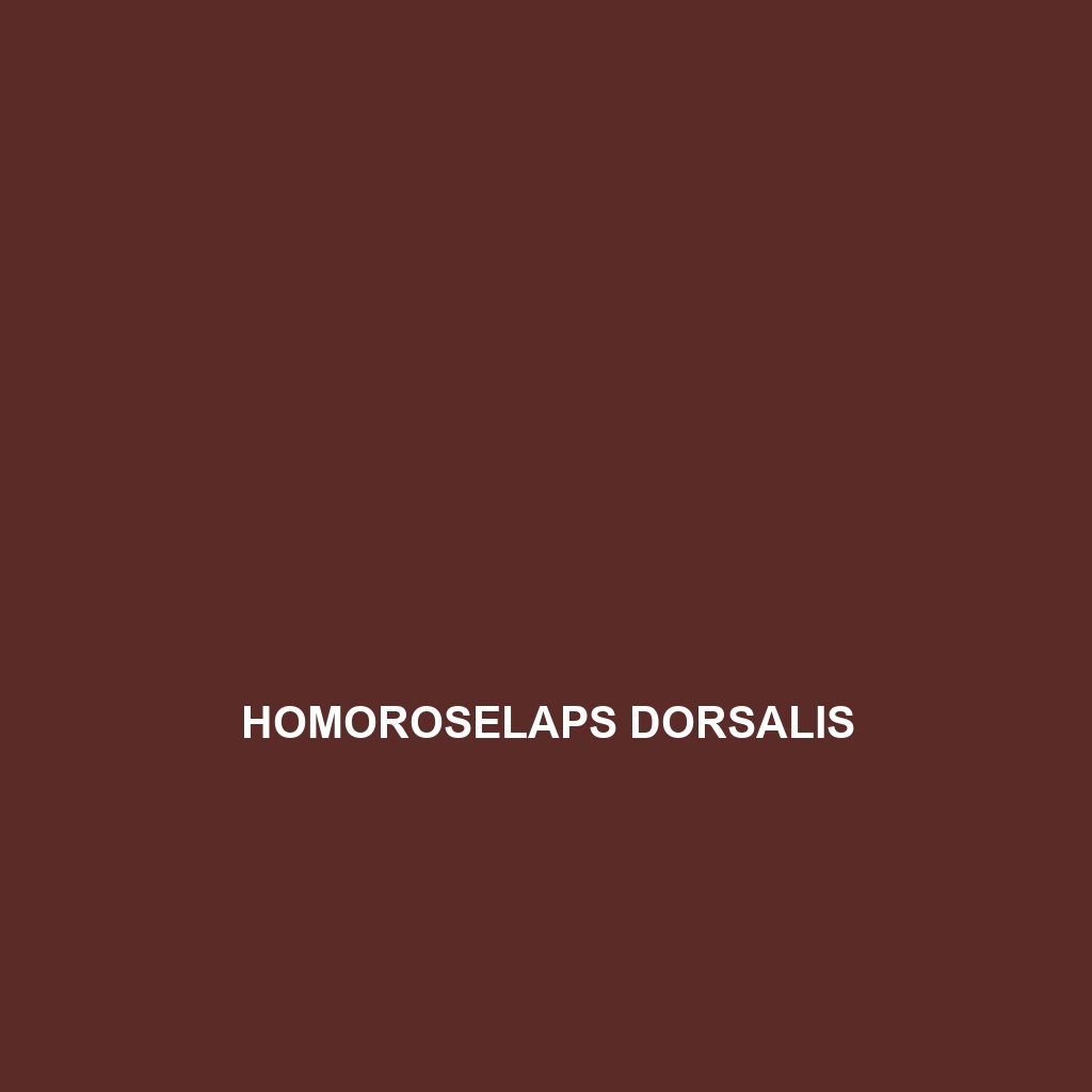 Homoroselaps dorsalis