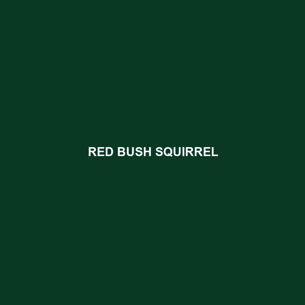 Red Bush Squirrel