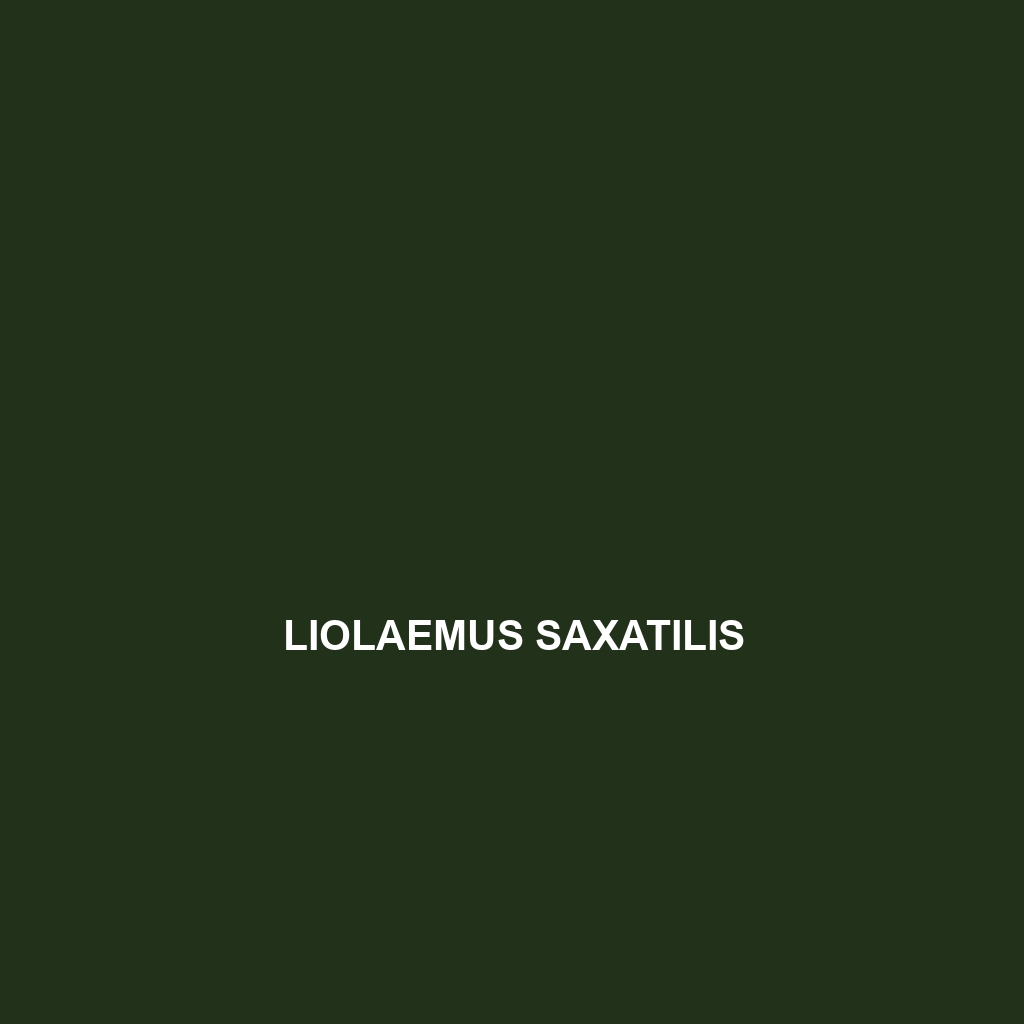 Liolaemus saxatilis