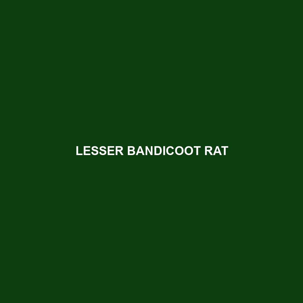 Greater Bandicoot Rat