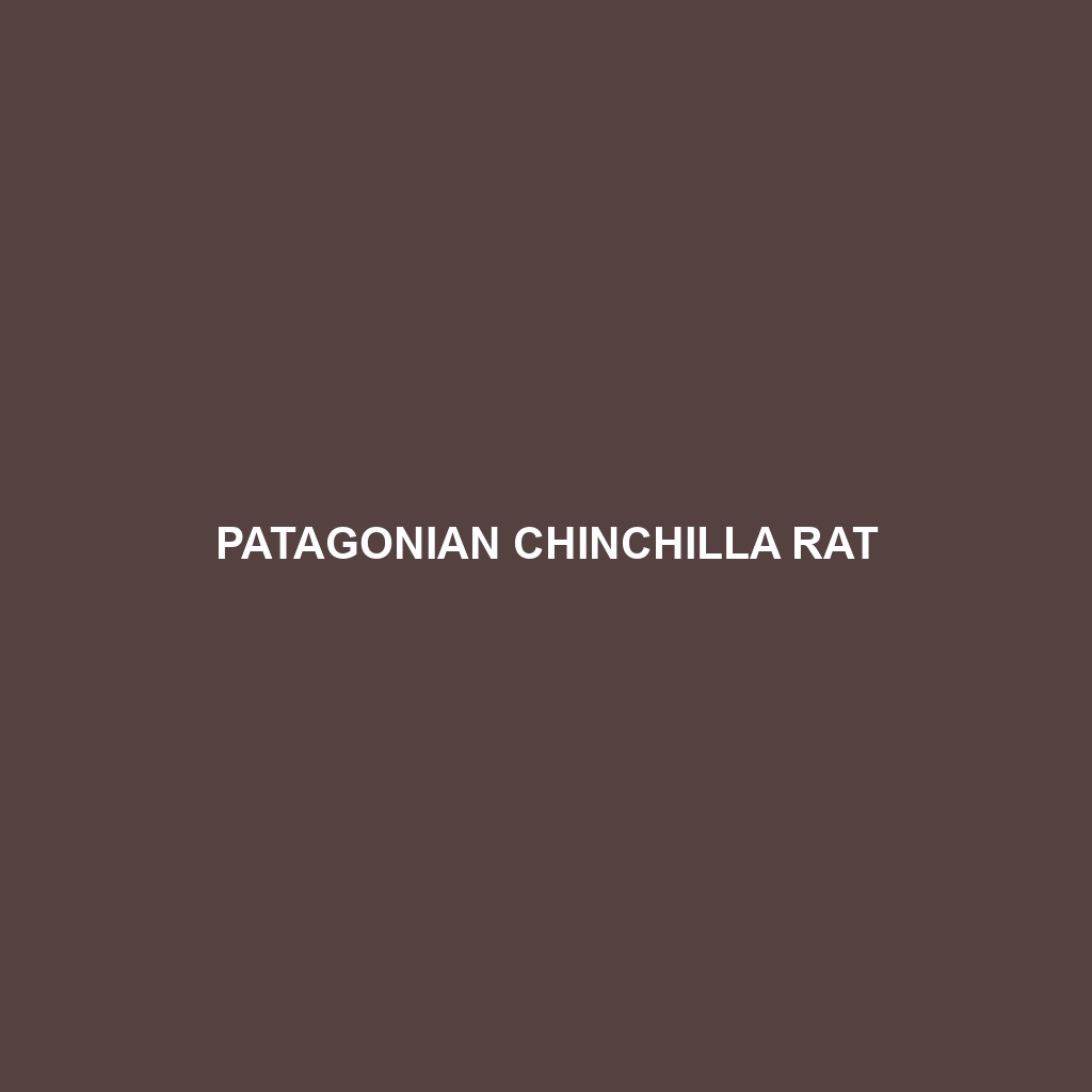 Patagonian Chinchilla Rat