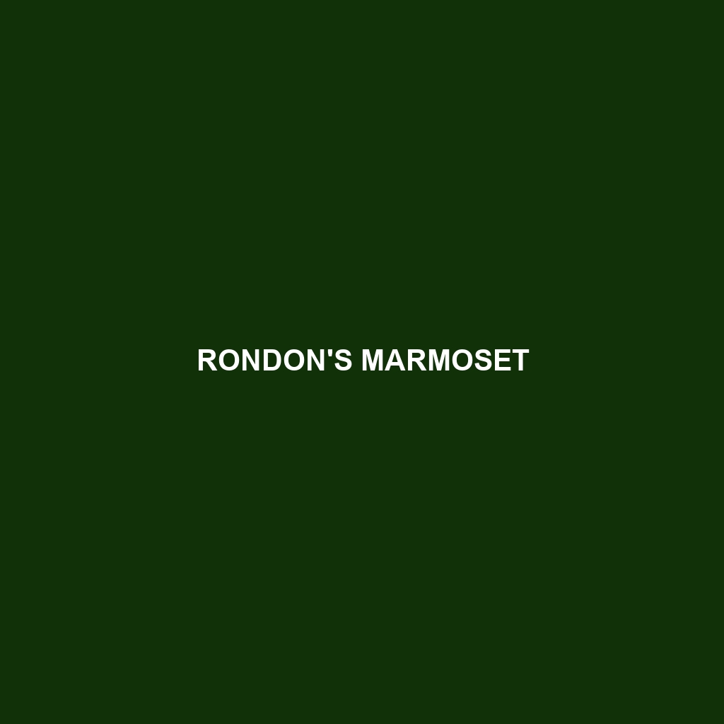 Rondon's Marmoset