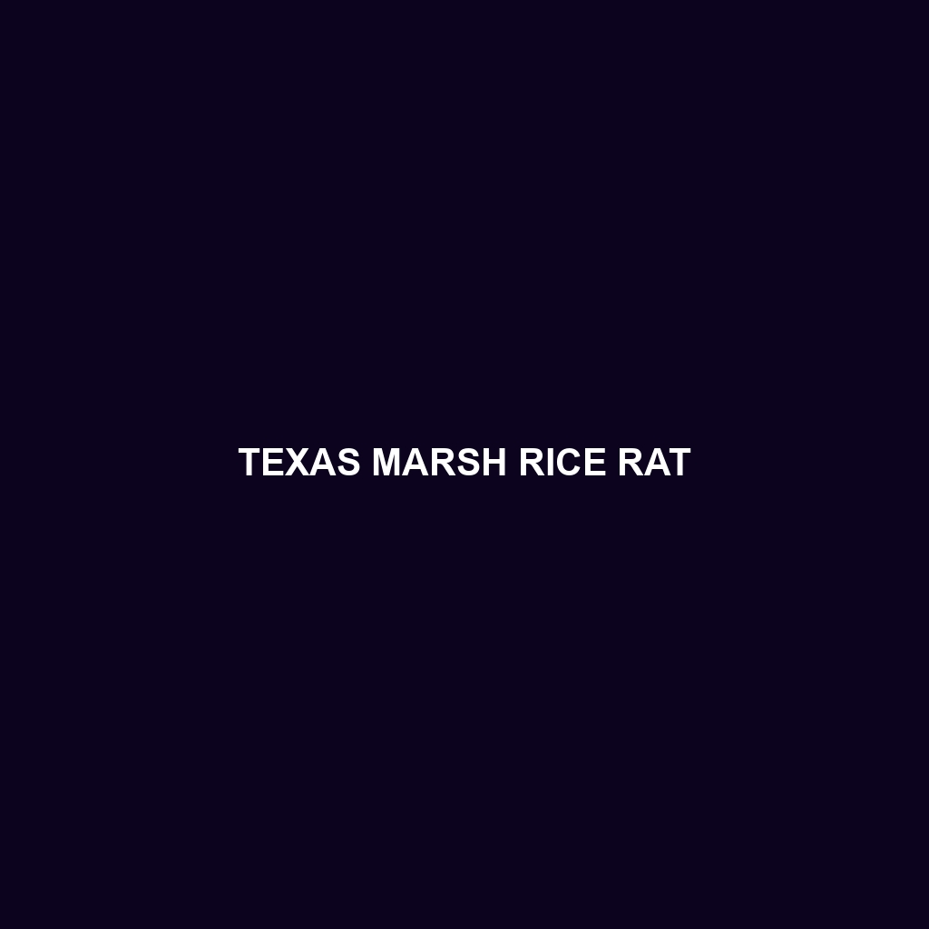 Texas Marsh Rice Rat