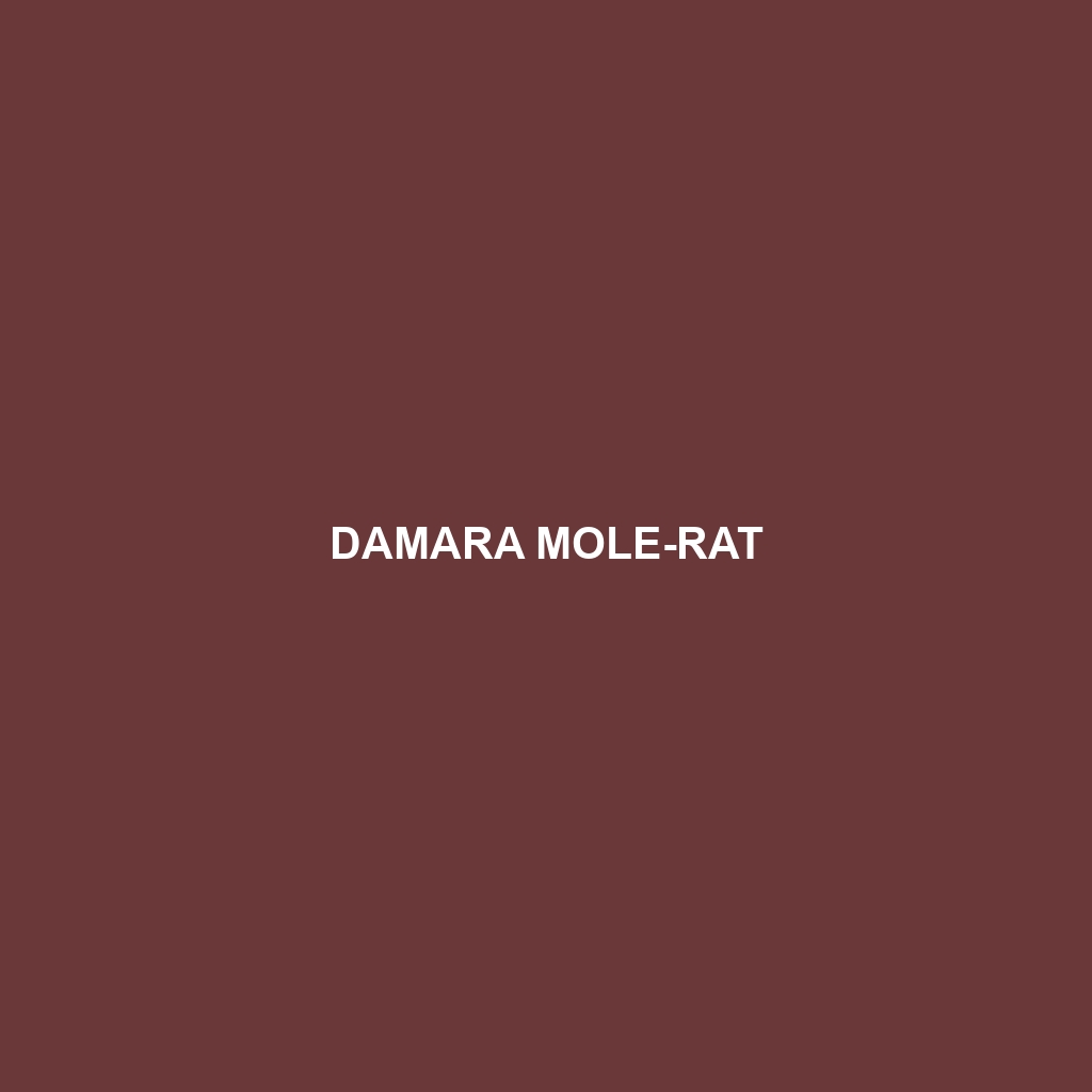 Damara Mole-rat