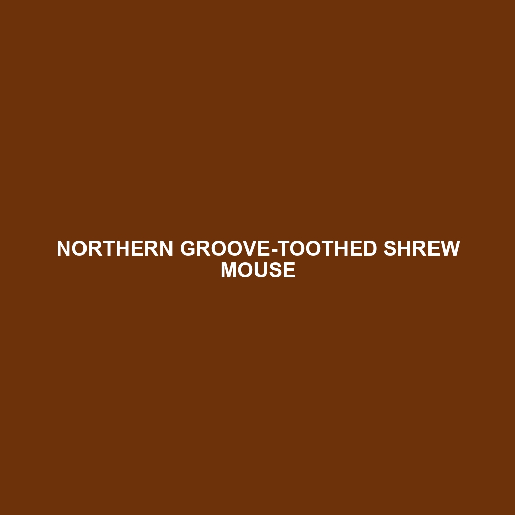 Northern Groove-toothed Shrew Mouse