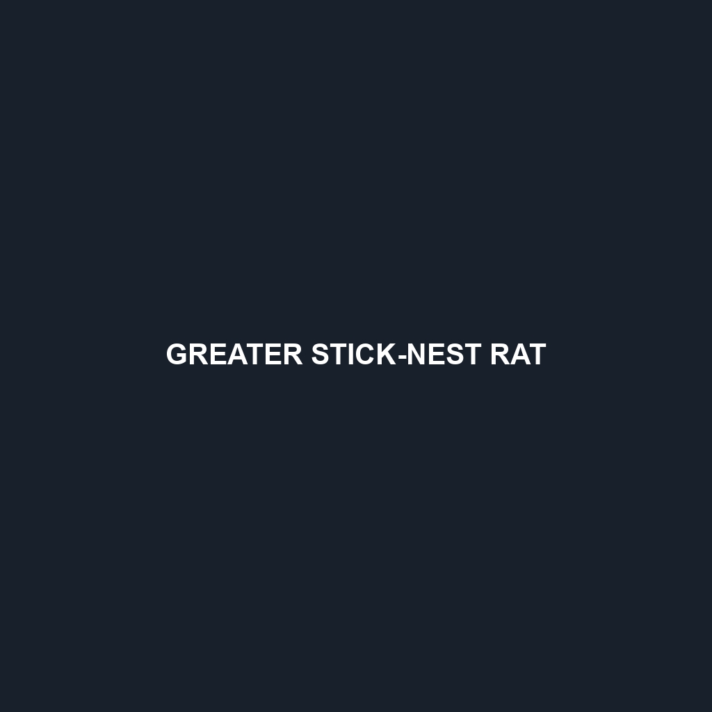 Greater Stick-nest Rat