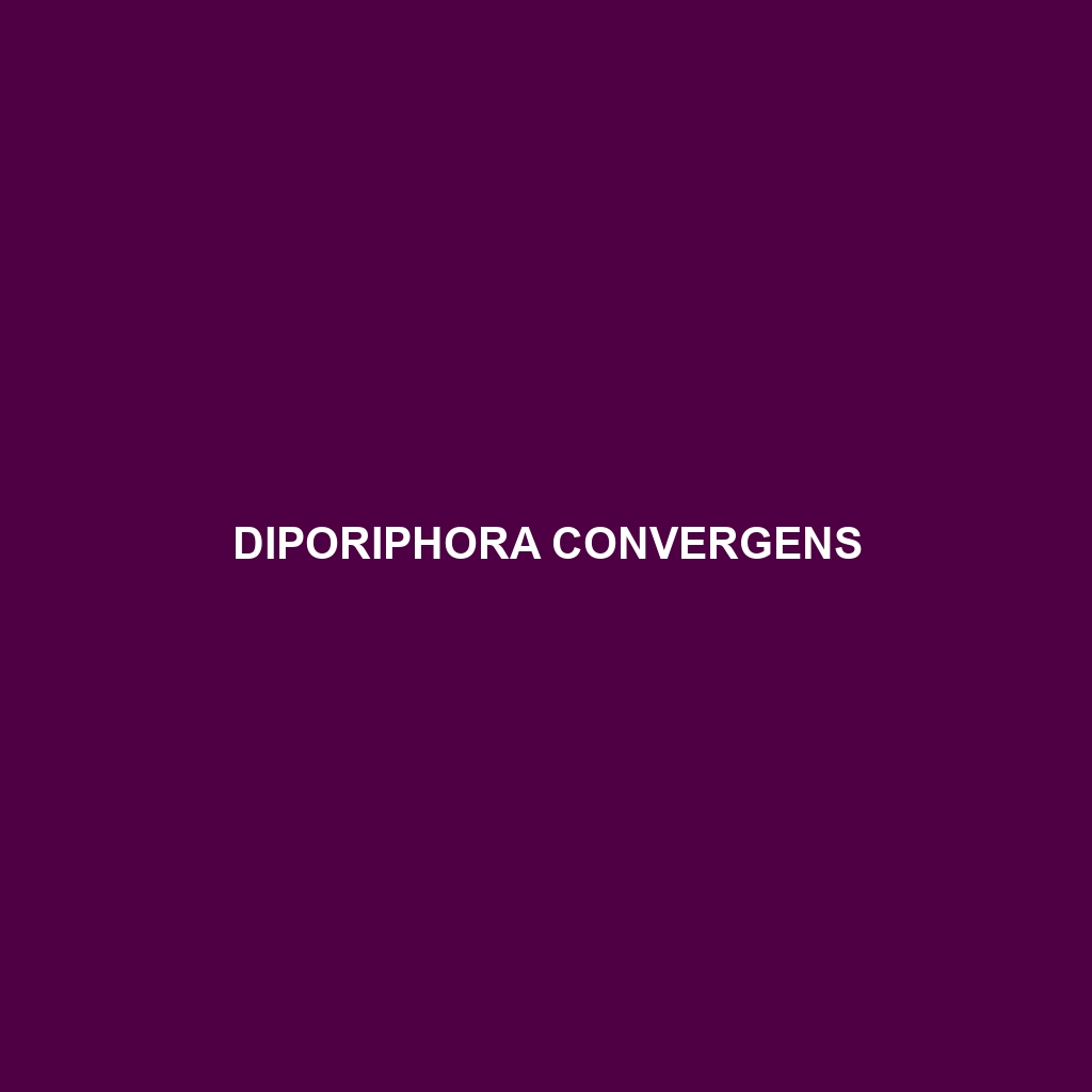 Diporiphora convergens