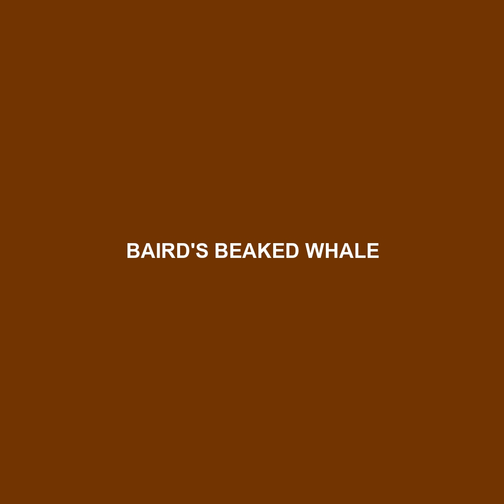 Baird's Beaked Whale