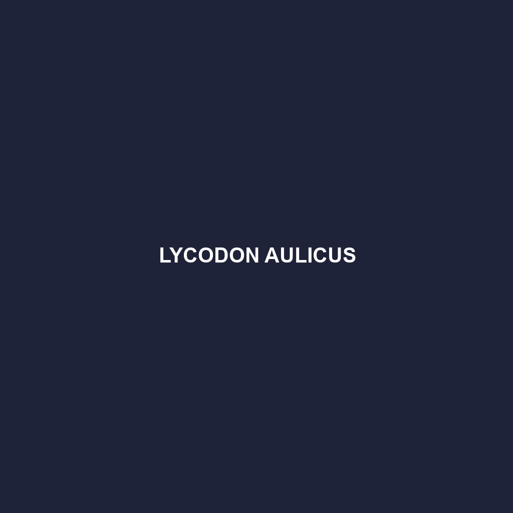 Lycodon aulicus