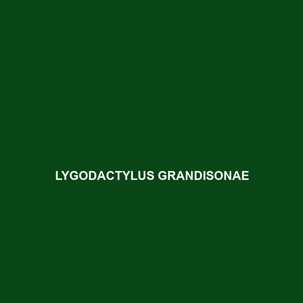 Lygodactylus grandisonae