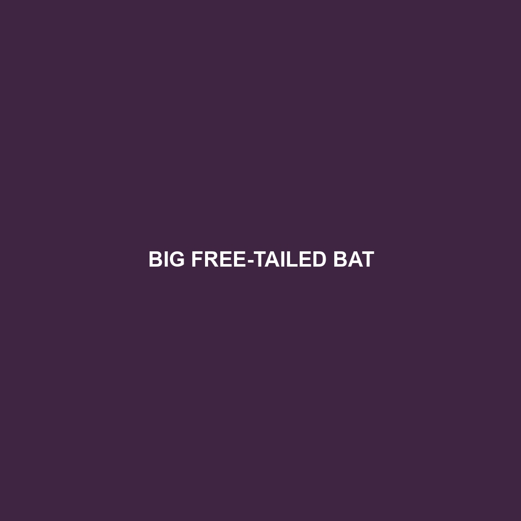 Big Free-tailed Bat