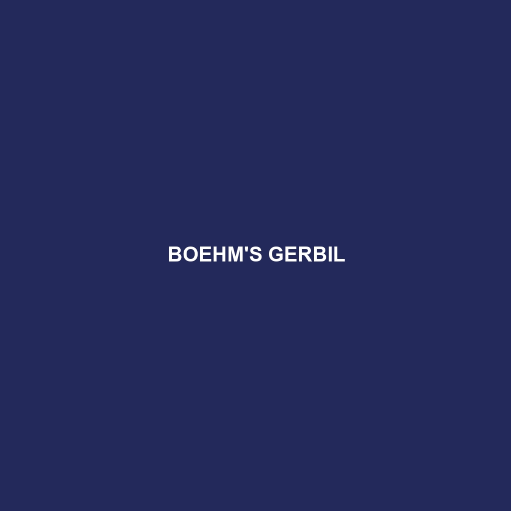 Boehm's Gerbil