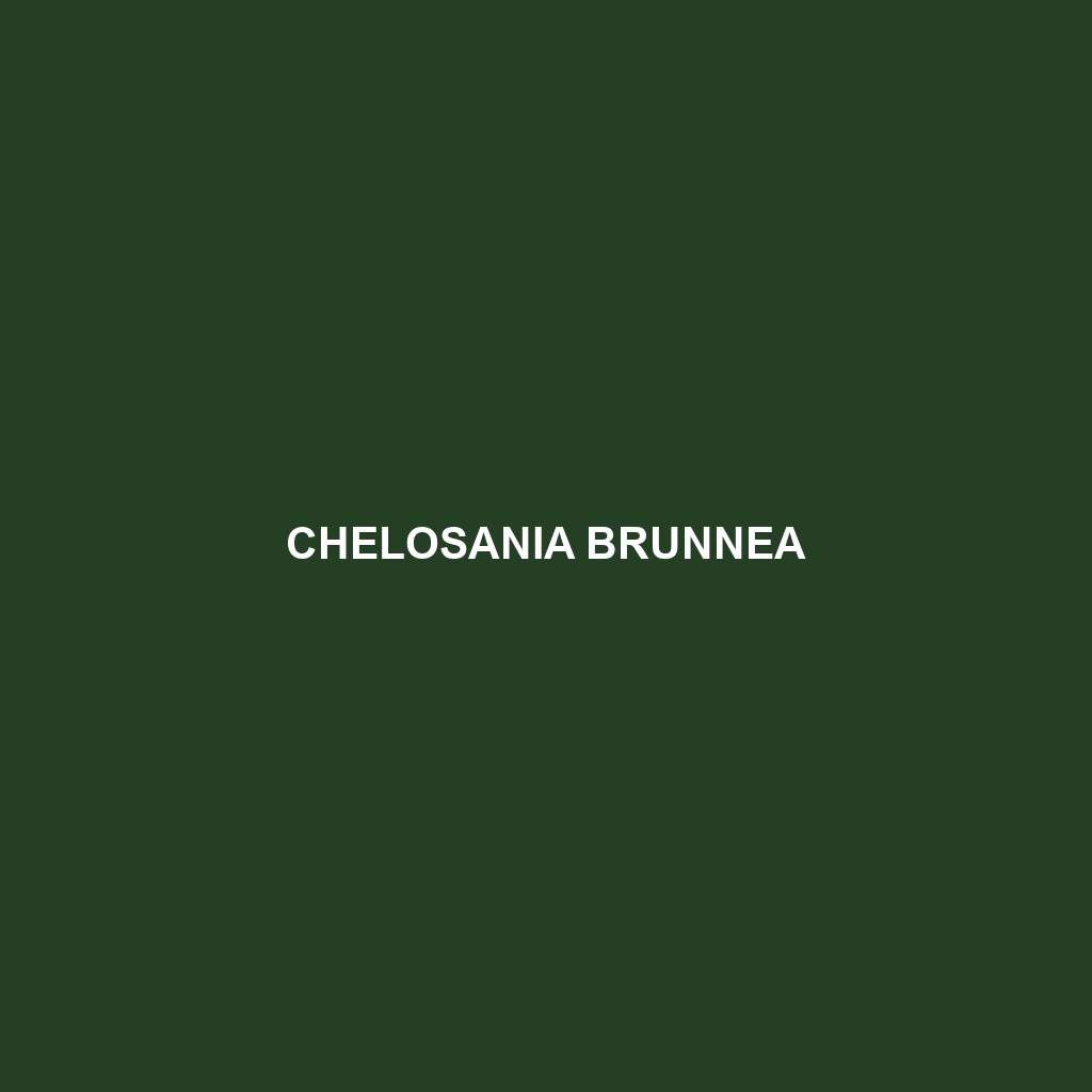 Chelosania brunnea