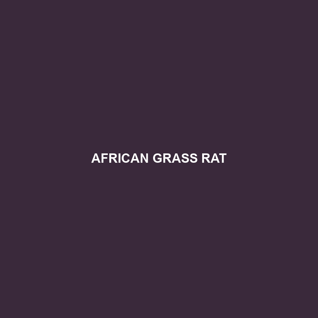 African Grass Rat