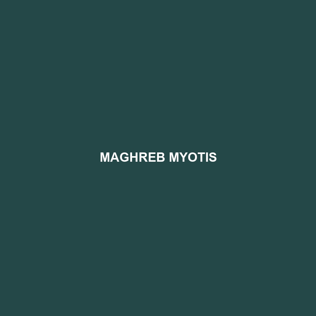 Maghreb Myotis