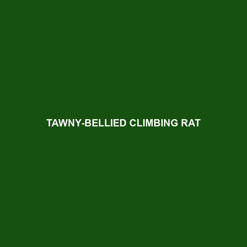 Tawny-bellied Climbing Rat