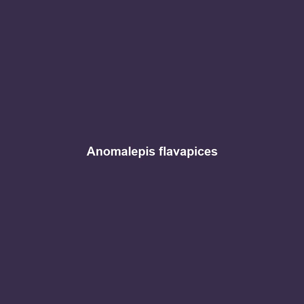 Anomalepis flavapices