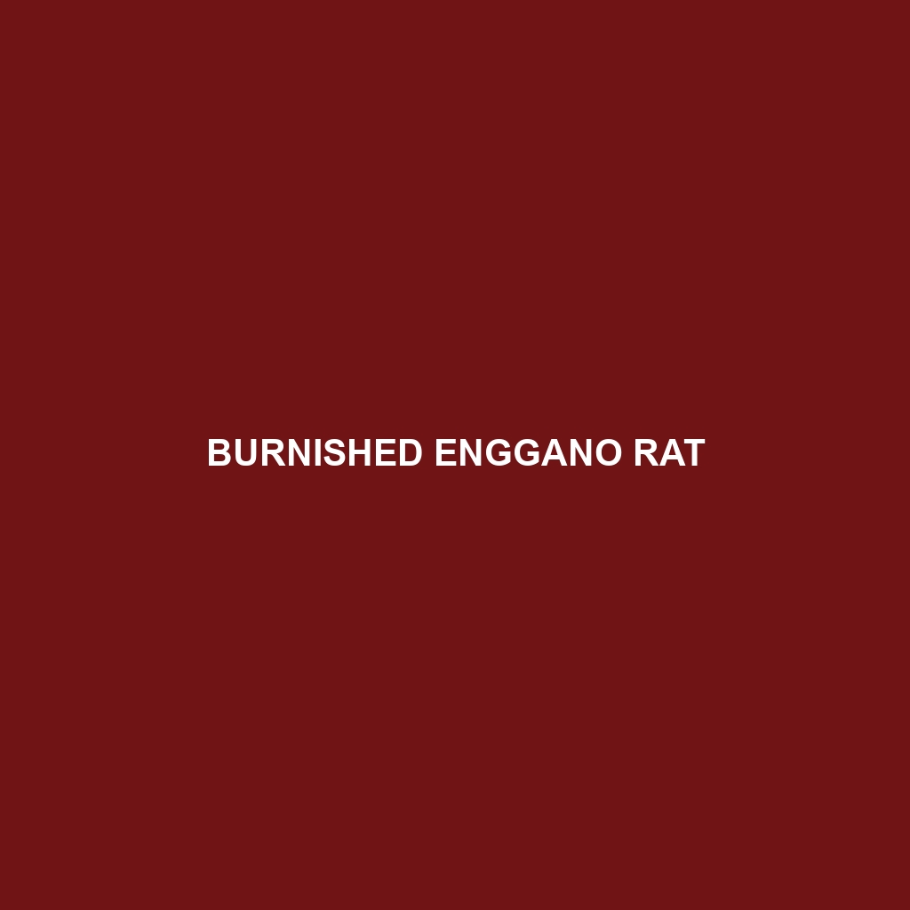 Burnished Enggano Rat