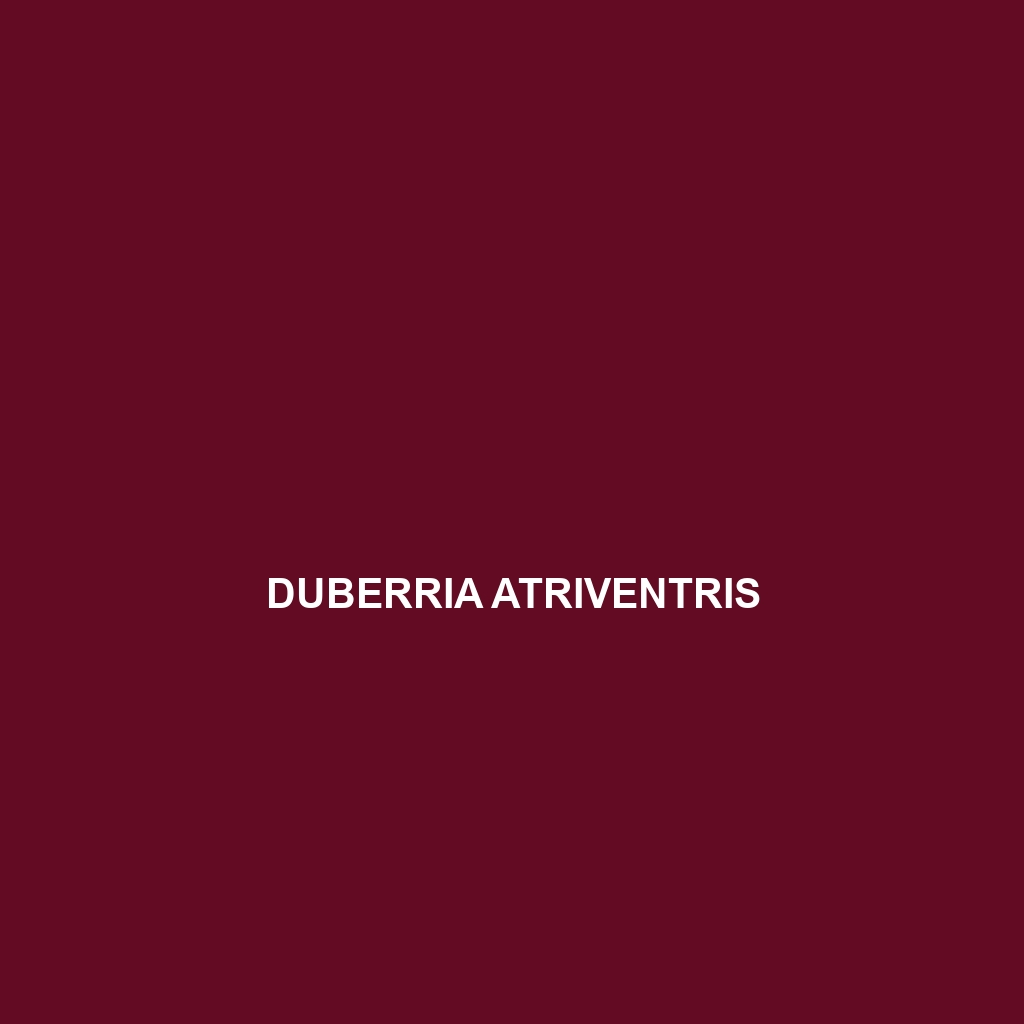 Duberria atriventris