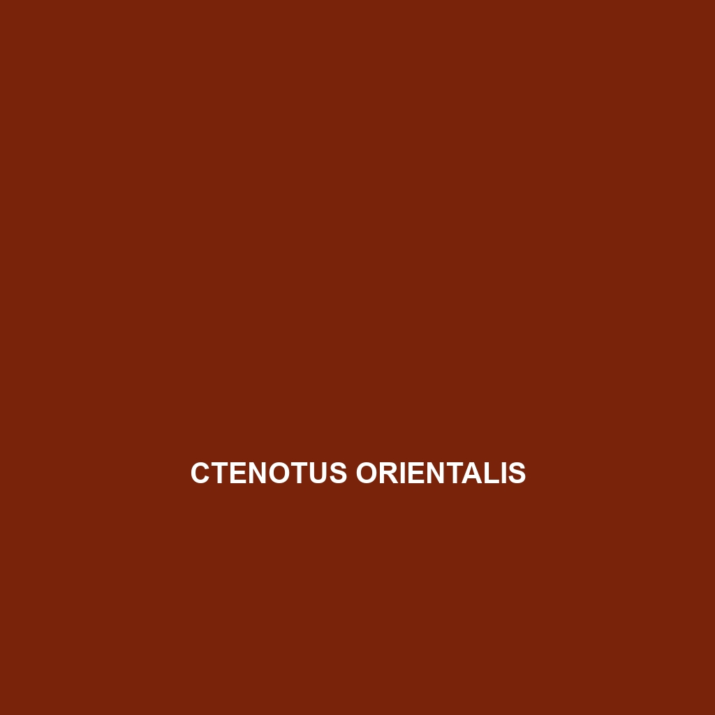 Ctenotus ora