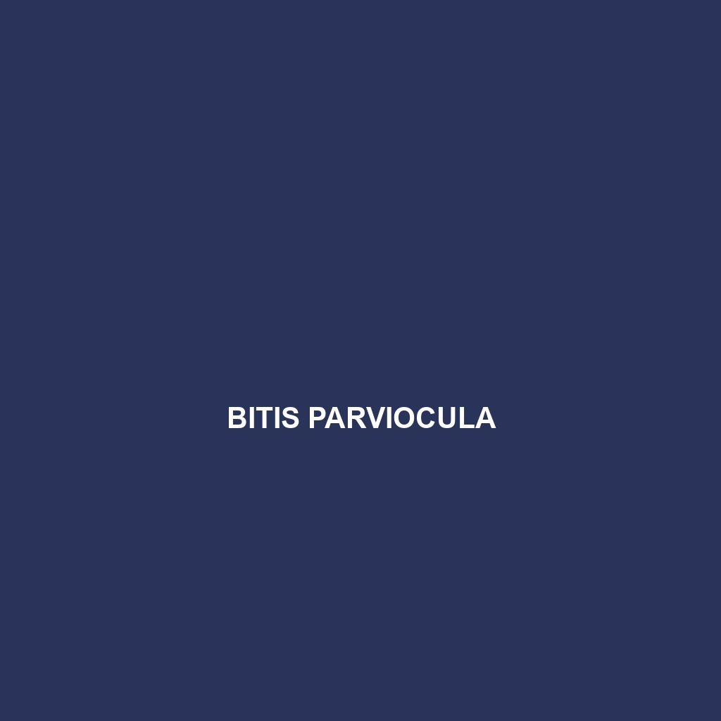 Bitis parviocula