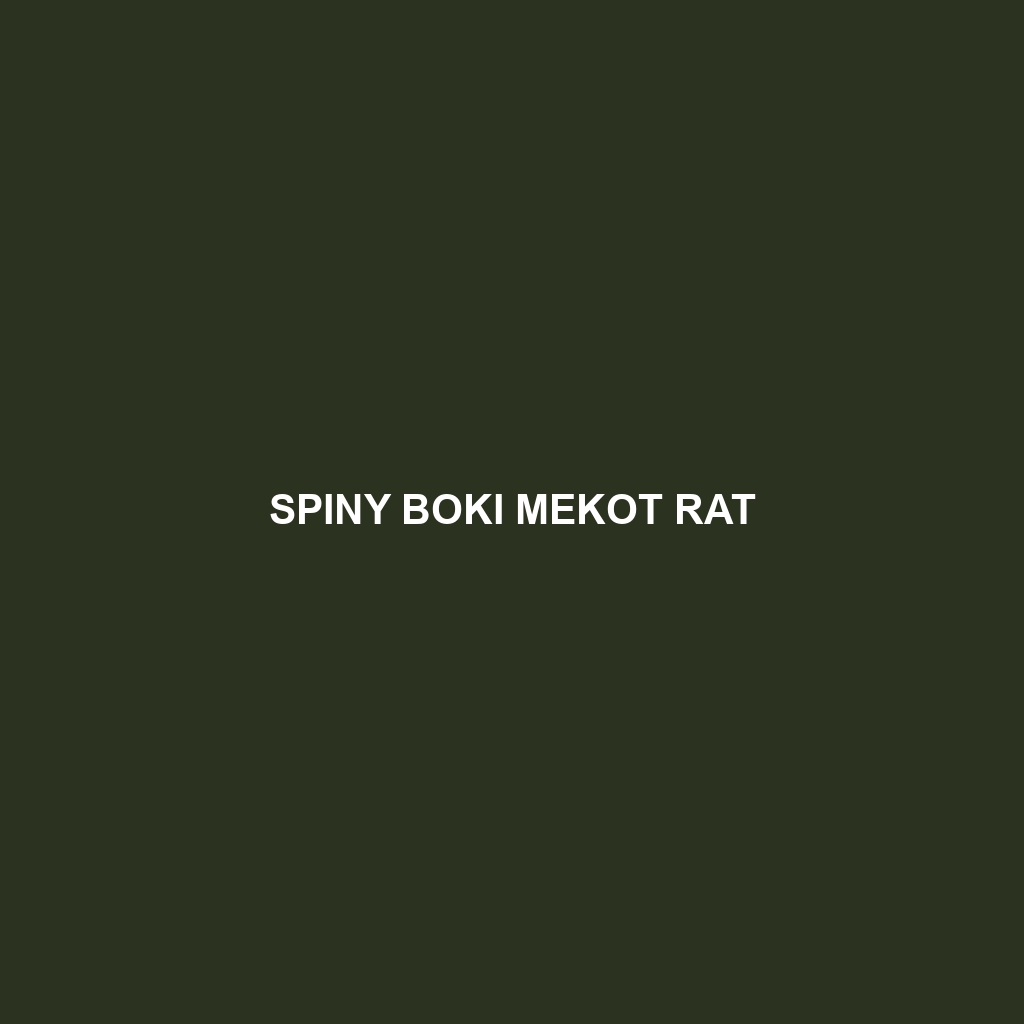 Spiny Boki Mekot Rat