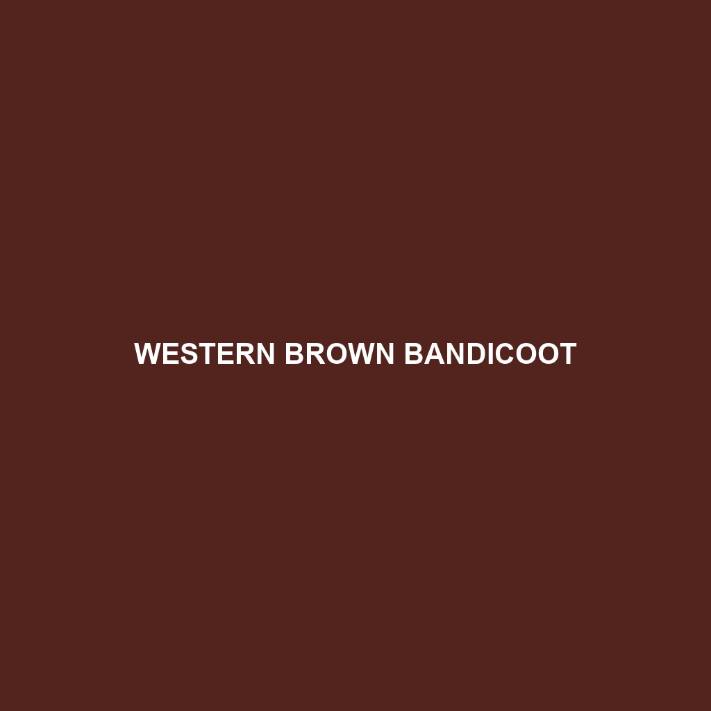 Western Brown Bandicoot