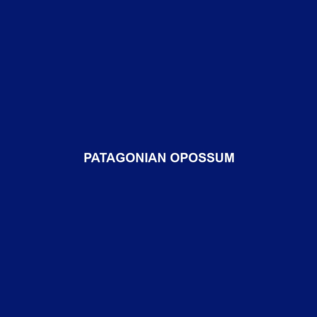 Patagonian Opossum