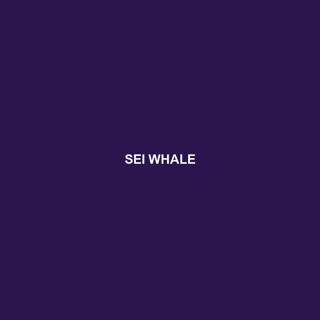 Sei Whale