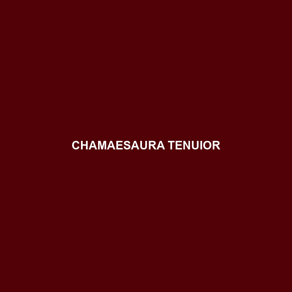 Chamaesaura tenuior