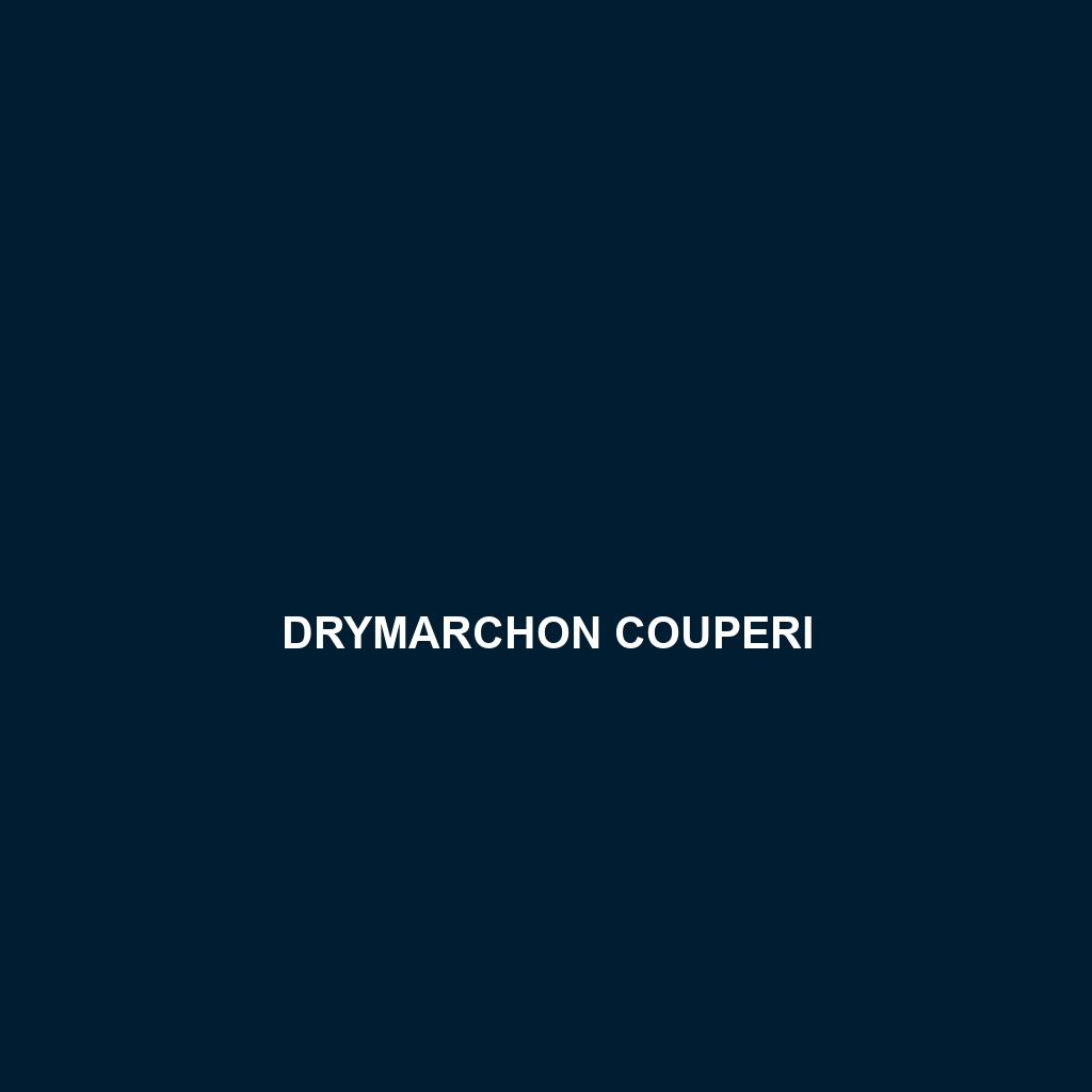 Drymarchon couperi