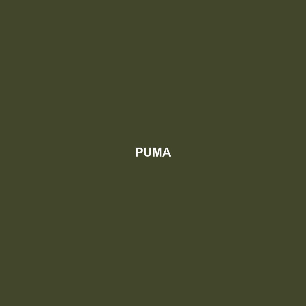 Puma