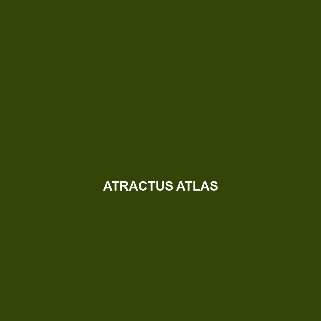 Atractus atlas