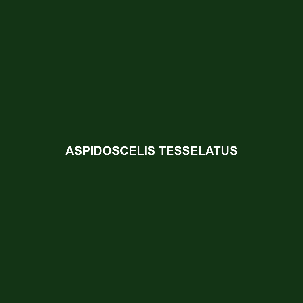 Aspidoscelis tesselatus