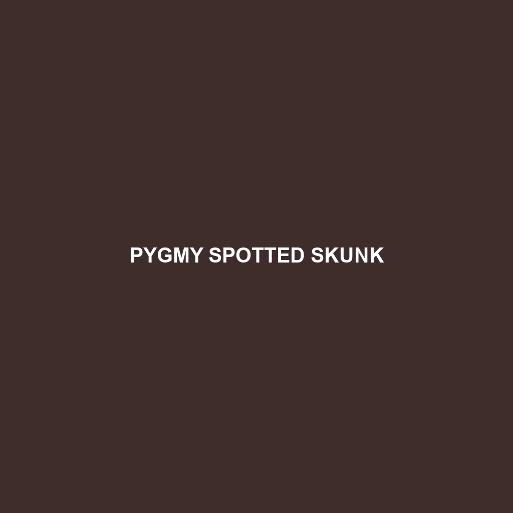 Pygmy Spotted Skunk