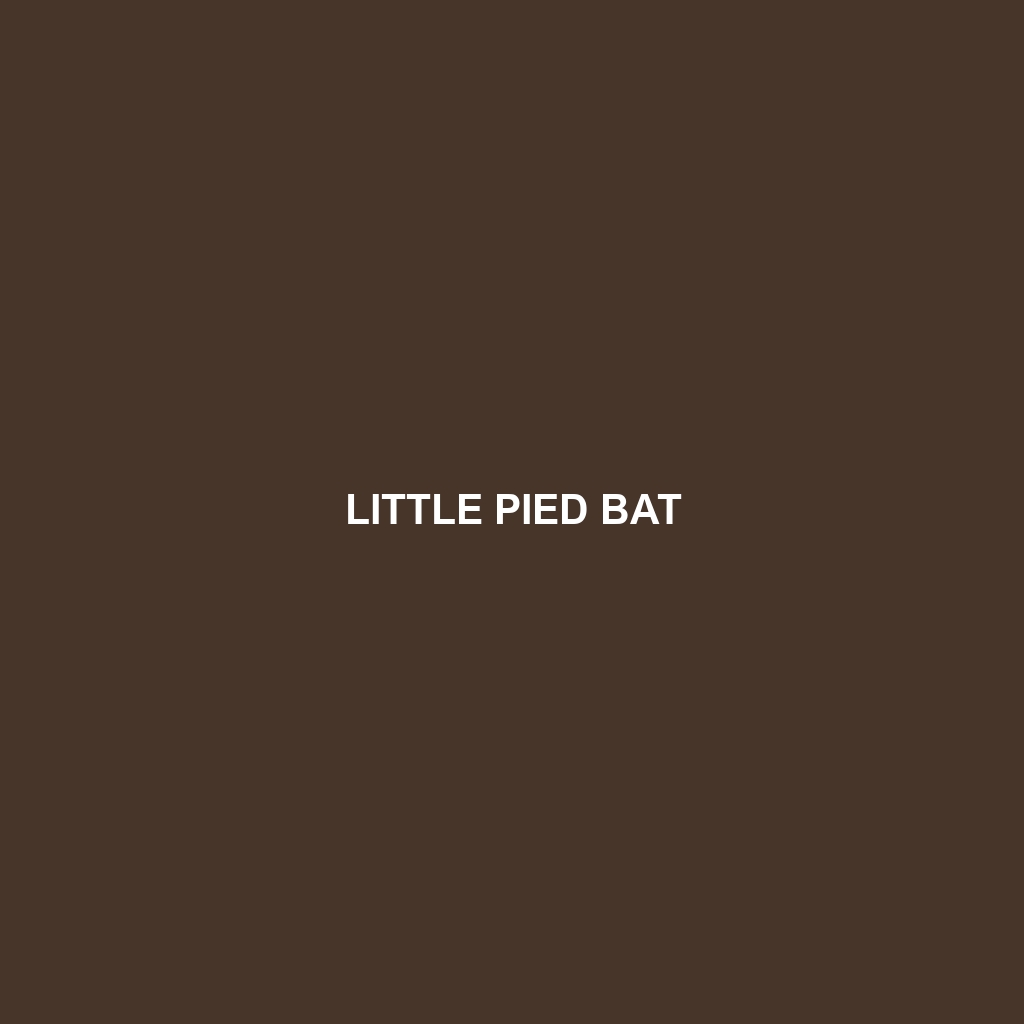 Little Pied Bat