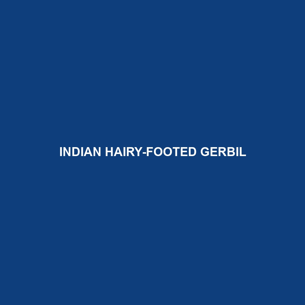 Indian Hairy-footed Gerbil