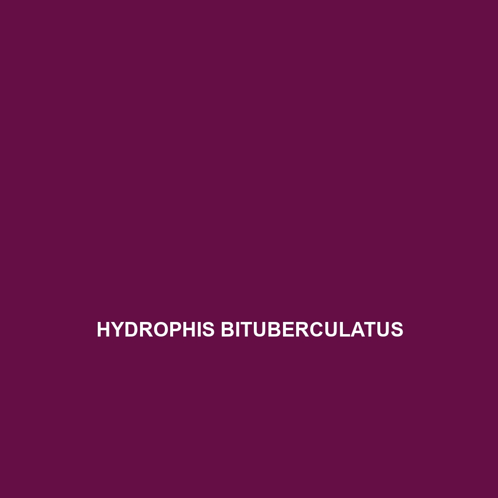 Hydrophis bituberculatus