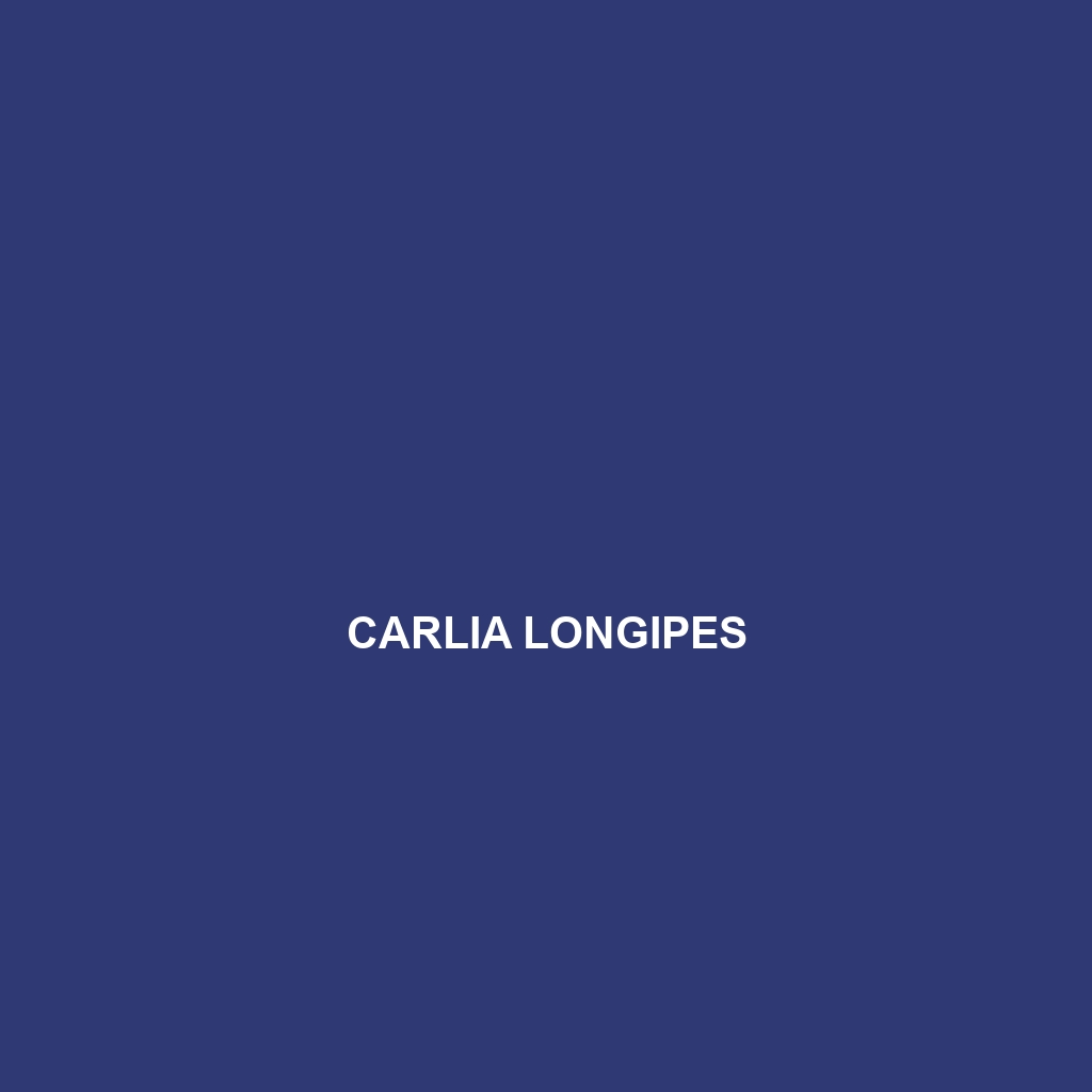 Carlia longipes